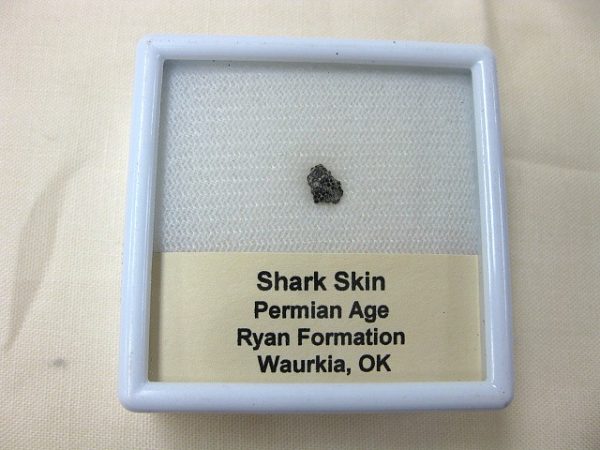 Genuine Permian Shark Skin Ossicle For Sale #5