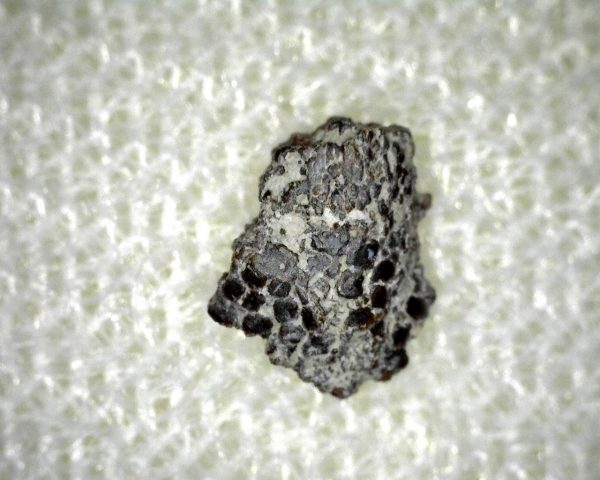 Genuine Permian Shark Skin Ossicle For Sale #5a