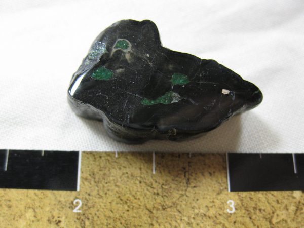 Genuine Pleistocene Age Horse Tooth Fossil for Sale #23