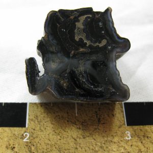 Genuine Pleistocene Age Horse Tooth Fossil for Sale #24