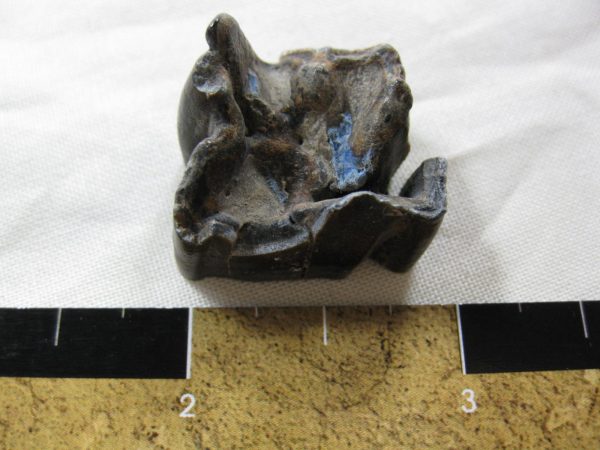 Genuine Pleistocene Age Horse Tooth Fossil for Sale #24a