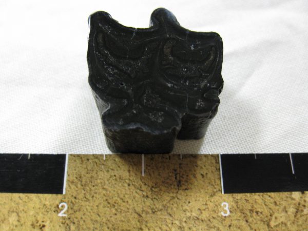 Genuine Pleistocene Age Horse Tooth Fossil for Sale #32a