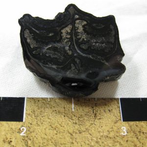 Genuine Pleistocene Age Horse Tooth Fossil for Sale #34