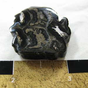 Genuine Pleistocene Age Horse Tooth Fossil for Sale #38