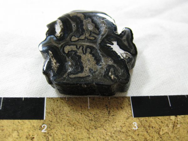 Genuine Pleistocene Age Horse Tooth Fossil for Sale #38