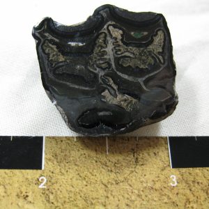 Genuine Pleistocene Age Horse Tooth Fossil for Sale #40