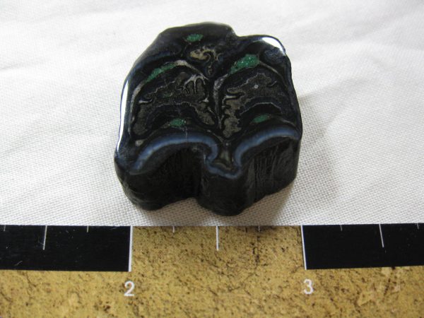 Genuine Pleistocene Age Horse Tooth Fossil for Sale #42a