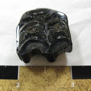 Genuine Pleistocene Age Horse Tooth Fossil for Sale #44