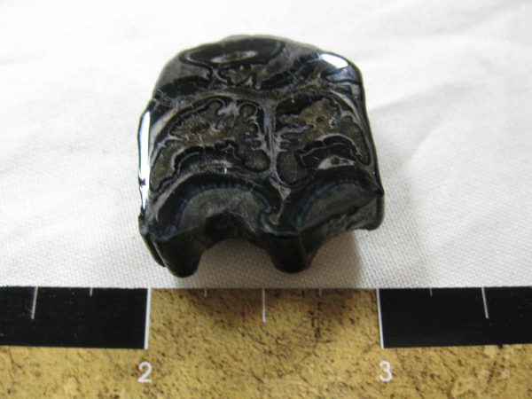 Genuine Pleistocene Age Horse Tooth Fossil for Sale #44