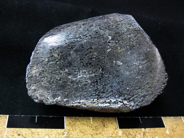 Polished Jurassic Dinosaur Bone #56