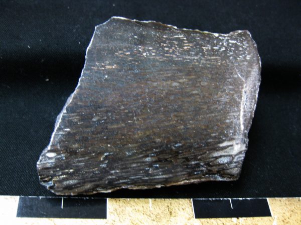 Polished Jurassic Dinosaur Bone #57