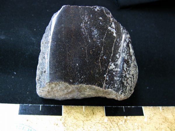 Polished Jurassic Dinosaur Bone #68