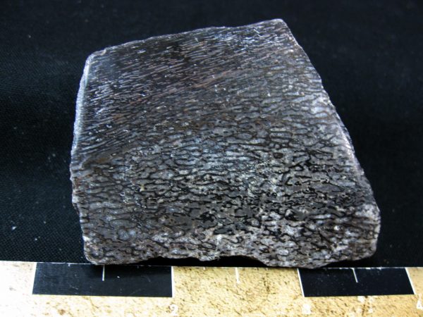 Polished Jurassic Dinosaur Bone #70