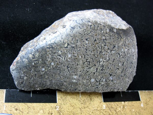 Polished Jurassic Dinosaur Bone #71