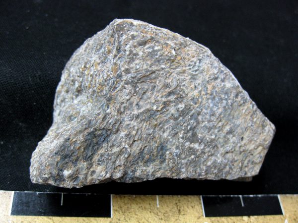 Polished Jurassic Dinosaur Bone #71 - Image 2