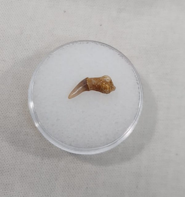 Pristiophorus lanceolatus Tooth #1