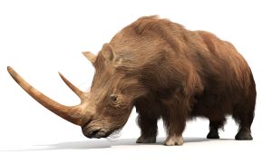 Woolly Rhinoceros