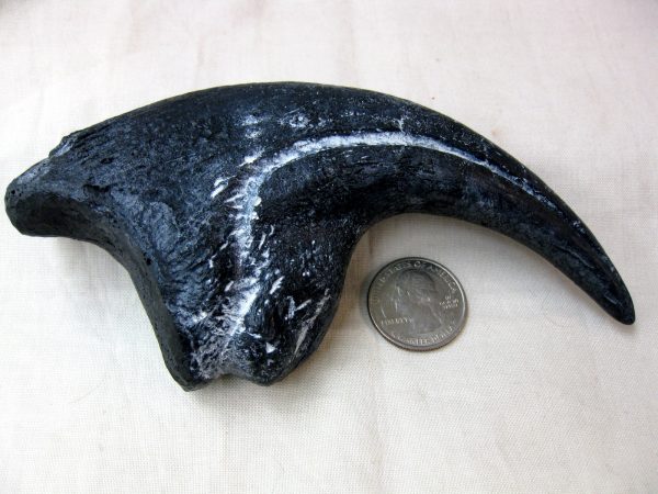 Replica Allosaurus Claw For Sale