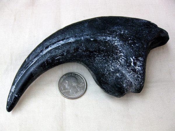 Replica Allosaurus Claw For Sale-2