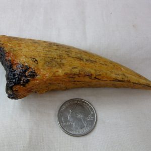 Replica Carcharodontosaurus Claw For Sale