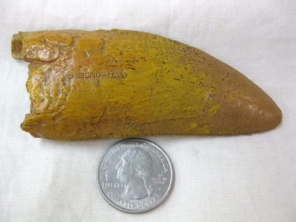 Replica Carcharodontosaurus Tooth For Sale-2