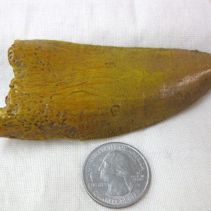 Replica Carcharodontosaurus Tooth For Sale