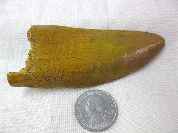 Replica Carcharodontosaurus Tooth For Sale