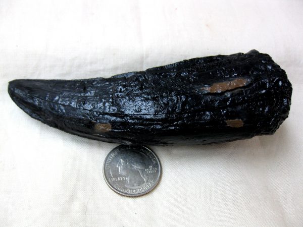 Replica Tyrannosaurus Rex Tooth For Sale-2