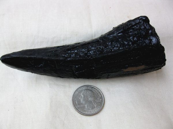 Replica Tyrannosaurus Rex Tooth For Sale-3