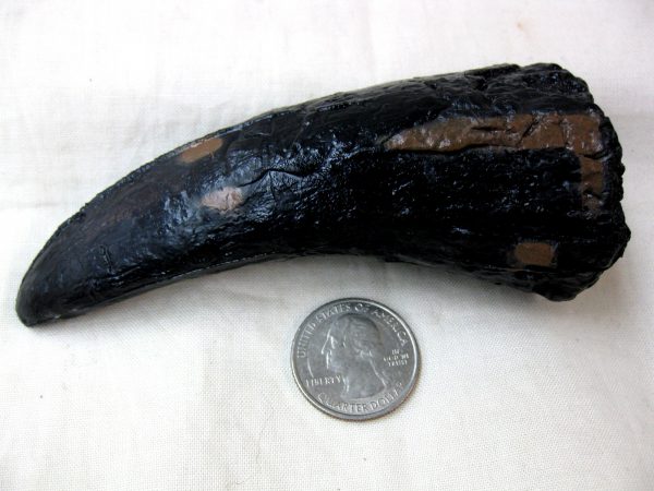 Replica Tyrannosaurus Rex Tooth For Sale