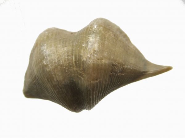 Russian Cyrtospirifer Brachiopod #10