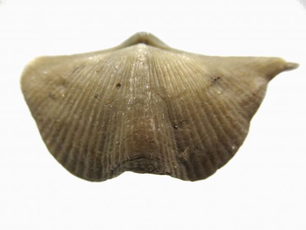 Russian Cyrtospirifer Brachiopod #10 - Image 2