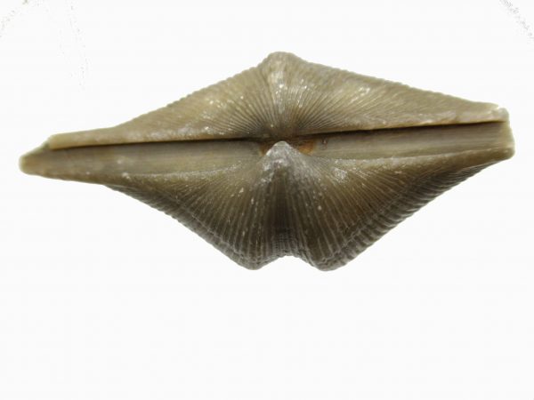 Russian Cyrtospirifer Brachiopod #10 - Image 3