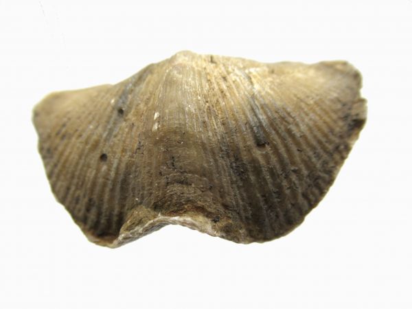 Russian Cyrtospirifer Brachiopod #11