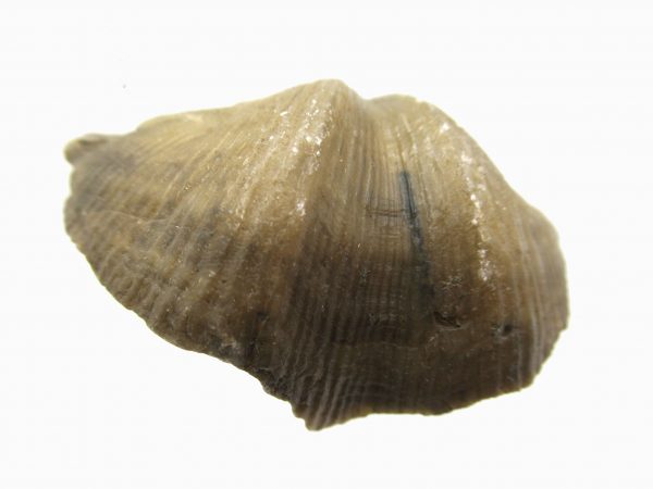 Russian Cyrtospirifer Brachiopod #11 - Image 2