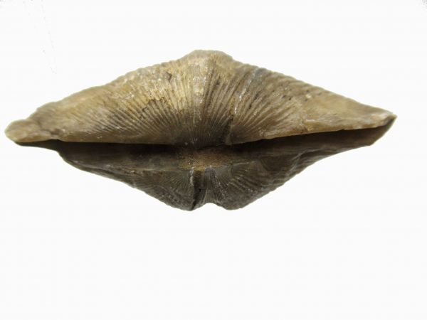 Russian Cyrtospirifer Brachiopod #11 - Image 3