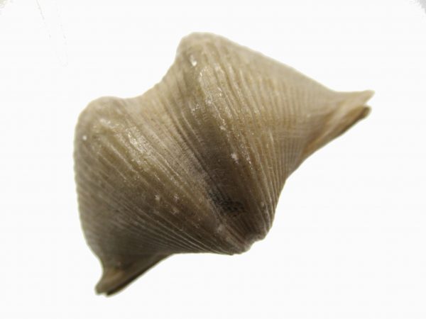 Russian Cyrtospirifer Brachiopod #13