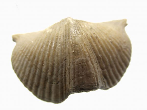 Russian Cyrtospirifer Brachiopod #13 - Image 2