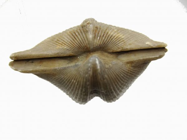 Russian Cyrtospirifer Brachiopod #13 - Image 3