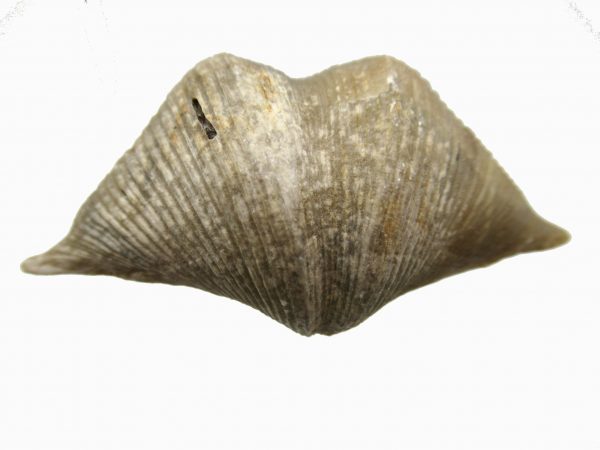 Russian Cyrtospirifer Brachiopod #14