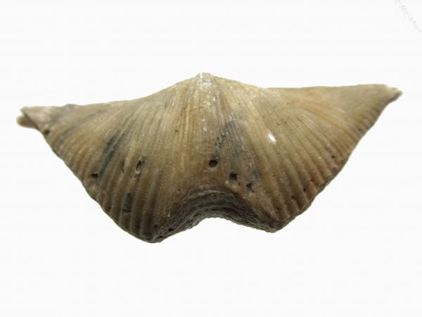 Russian Cyrtospirifer Brachiopod #14 - Image 2