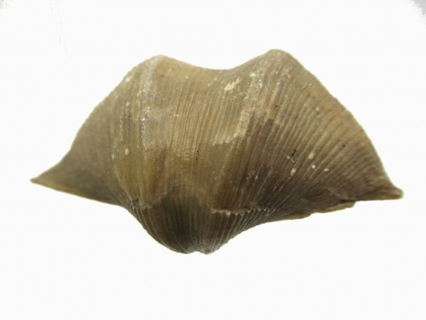 Russian Cyrtospirifer Brachiopod #15