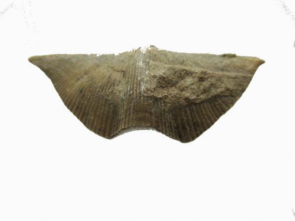 Russian Cyrtospirifer Brachiopod #15 - Image 2