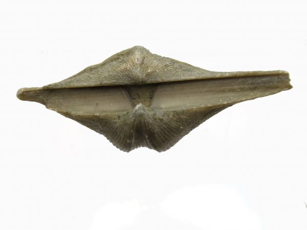 Russian Cyrtospirifer Brachiopod #15 - Image 3