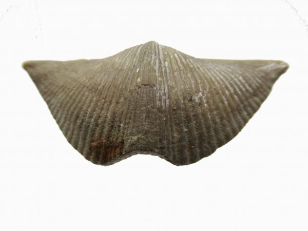 Russian Cyrtospirifer Brachiopod #16