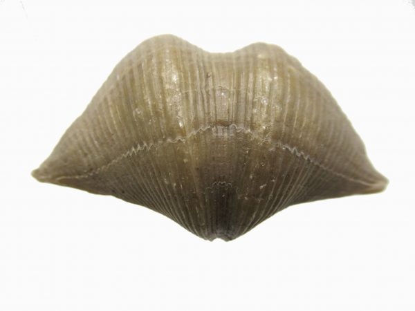 Russian Cyrtospirifer Brachiopod #16 - Image 2