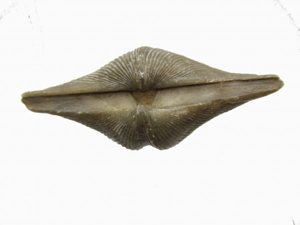 Russian Cyrtospirifer Brachiopod #16 - Image 3