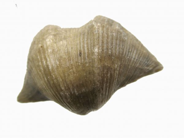 Russian Cyrtospirifer Brachiopod #17