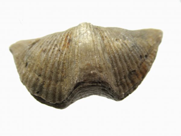 Russian Cyrtospirifer Brachiopod #17 - Image 2