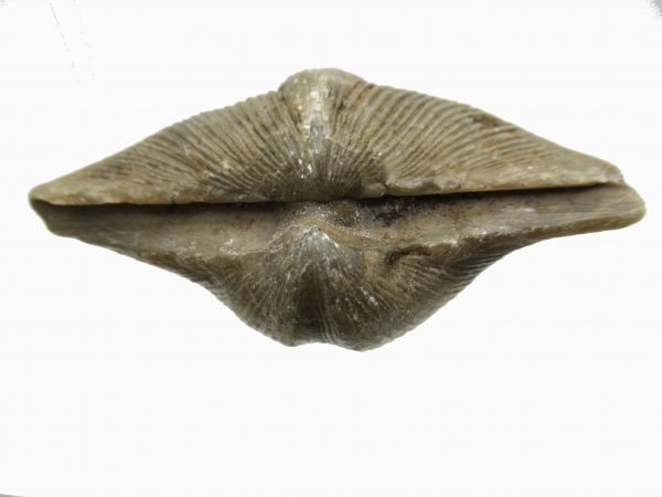 Russian Cyrtospirifer Brachiopod #17 - Image 3